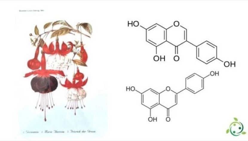Flavonidi, la struttura chimica