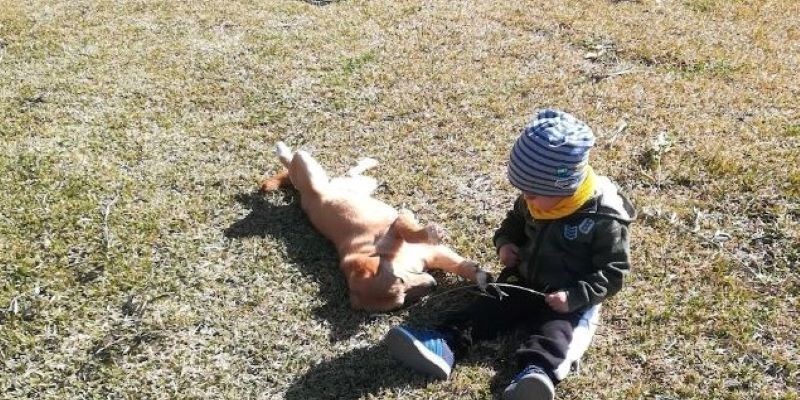 Storia di un cane che insegnò a un bambino la fedeltà 
di Luis Sepúlveda