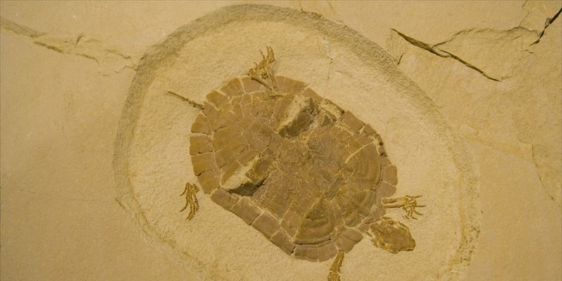 Spagna, fossile di una tartaruga marina