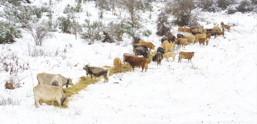 Mucche al pascolo sulle pendici del monte Motola a Piaggine