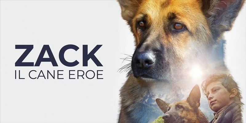 Zack, il cane eroe: un legame di amicizia oltre la sofferenza
