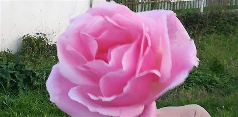 La rosa invernale di Paestum: il fiore più desiderato dai Romani